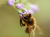 AI智能助手的ddos压力测试平台