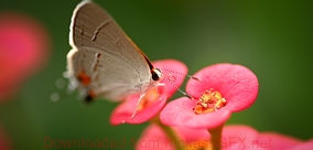 服务器攻击方式